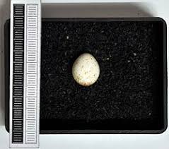 Attēlu rezultāti vaicājumam “Phylloscopus trochilus nest”