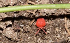 Attēlu rezultāti vaicājumam “Acari”