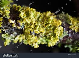 Attēlu rezultāti vaicājumam “Xanthoria polycarpa”