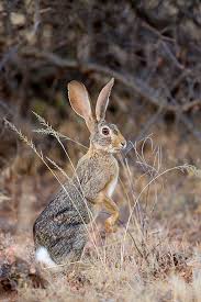 Attēlu rezultāti vaicājumam “Lepus sp.”