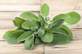 Image result for Salbei