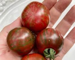 Afbeeldingsresultaat voor black elephant tomato