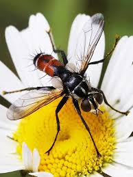 Attēlu rezultāti vaicājumam “Cylindromyia sp.”