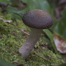 Attēlu rezultāti vaicājumam “Armillaria sp.”