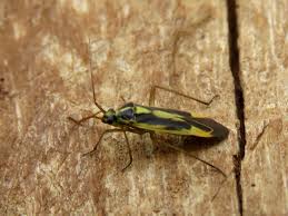 Attēlu rezultāti vaicājumam “Stenotus binotatus male”
