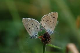 Attēlu rezultāti vaicājumam “Maculinea teleius”