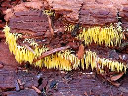 Attēlu rezultāti vaicājumam “Mucronella”