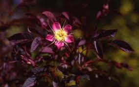 Attēlu rezultāti vaicājumam “Rosa glauca flower”