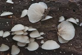 Attēlu rezultāti vaicājumam “Crepidotus applanatus”