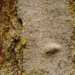 Attēlu rezultāti vaicājumam “Lecanactis abietina”