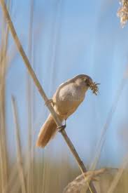 Attēlu rezultāti vaicājumam “Panurus biarmicus female”