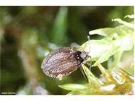 Attēlu rezultāti vaicājumam “Acalypta carinata”