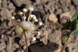Attēlu rezultāti vaicājumam “Rosa glabrifolia”