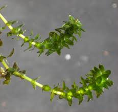 Attēlu rezultāti vaicājumam “Elodea canadensis leaf”