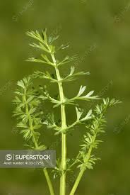 Attēlu rezultāti vaicājumam “Carum carvi leaf”