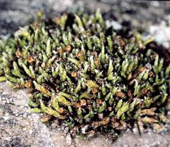 Attēlu rezultāti vaicājumam “Schistidium apocarpum”