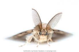 Attēlu rezultāti vaicājumam “Lymantria dispar”