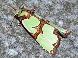 Attēlu rezultāti vaicājumam “Staurophora celsia”