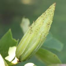 Attēlu rezultāti vaicājumam “Liriodendron tulipifera bud”