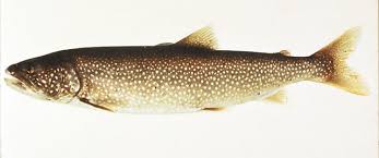 Image result for Salvelinus namaycush