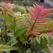Attēlu rezultāti vaicājumam “Sorbaria sorbifolia fruit”
