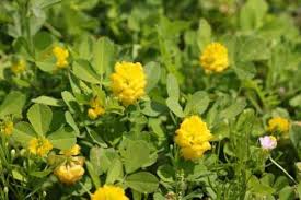 Attēlu rezultāti vaicājumam “Trifolium aureum leaf”