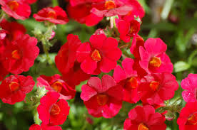 Image result for Elfenspiegel