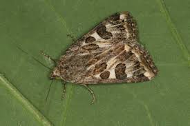 Attēlu rezultāti vaicājumam “Protoschinia scutosa”