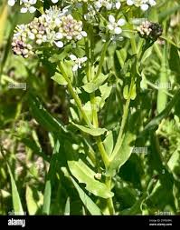 Attēlu rezultāti vaicājumam “Lepidium latifolium leaf”