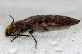 Attēlu rezultāti vaicājumam “Actenicerus sjaelandicus”