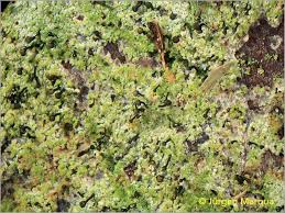 Attēlu rezultāti vaicājumam “Chaenotheca ferruginea”