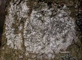 Attēlu rezultāti vaicājumam “Pertusaria amara”