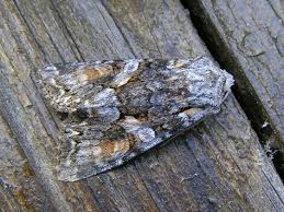 Attēlu rezultāti vaicājumam “Lacanobia contigua”