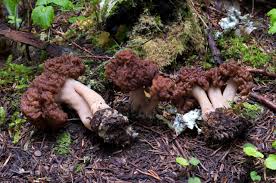 Attēlu rezultāti vaicājumam “Gyromitra esculenta”