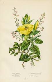 Attēlu rezultāti vaicājumam “Circaea alpina flower”