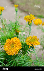 Attēlu rezultāti vaicājumam “Tagetes flower”