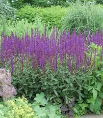 Attēlu rezultāti vaicājumam “Salvia nemorosa fruit”