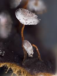 Attēlu rezultāti vaicājumam “Physarum pezizoideum macro”