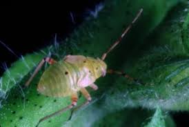 Attēlu rezultāti vaicājumam “Lygus nymph nymph”