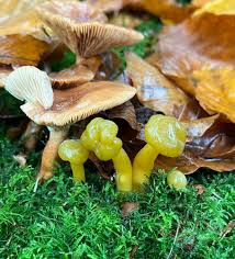 Attēlu rezultāti vaicājumam “Leotia lubrica”