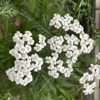 Attēlu rezultāti vaicājumam “Achillea millefolium leaf”