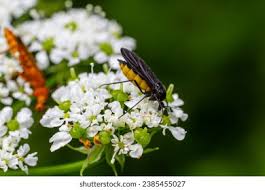 Attēlu rezultāti vaicājumam “Sciara analis”