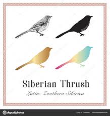 Image result for Zoothera sibirica