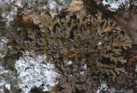 Attēlu rezultāti vaicājumam “Physconia detersa”