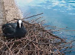 Attēlu rezultāti vaicājumam “Fulica atra nest”