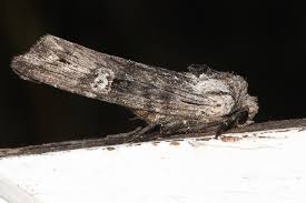 Attēlu rezultāti vaicājumam “Lithomoia solidaginis”