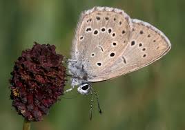 Attēlu rezultāti vaicājumam “Maculinea teleius underside”