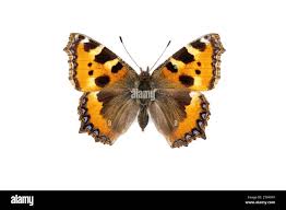 Attēlu rezultāti vaicājumam “Aglais urticae upperside”