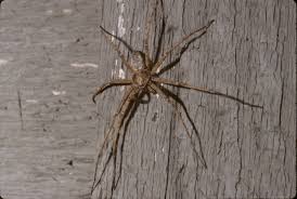 Attēlu rezultāti vaicājumam “Philodromidae”