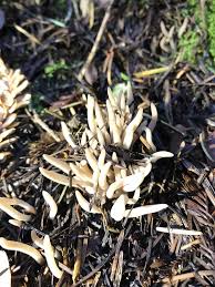 Attēlu rezultāti vaicājumam “Clavaria sphagnicola”